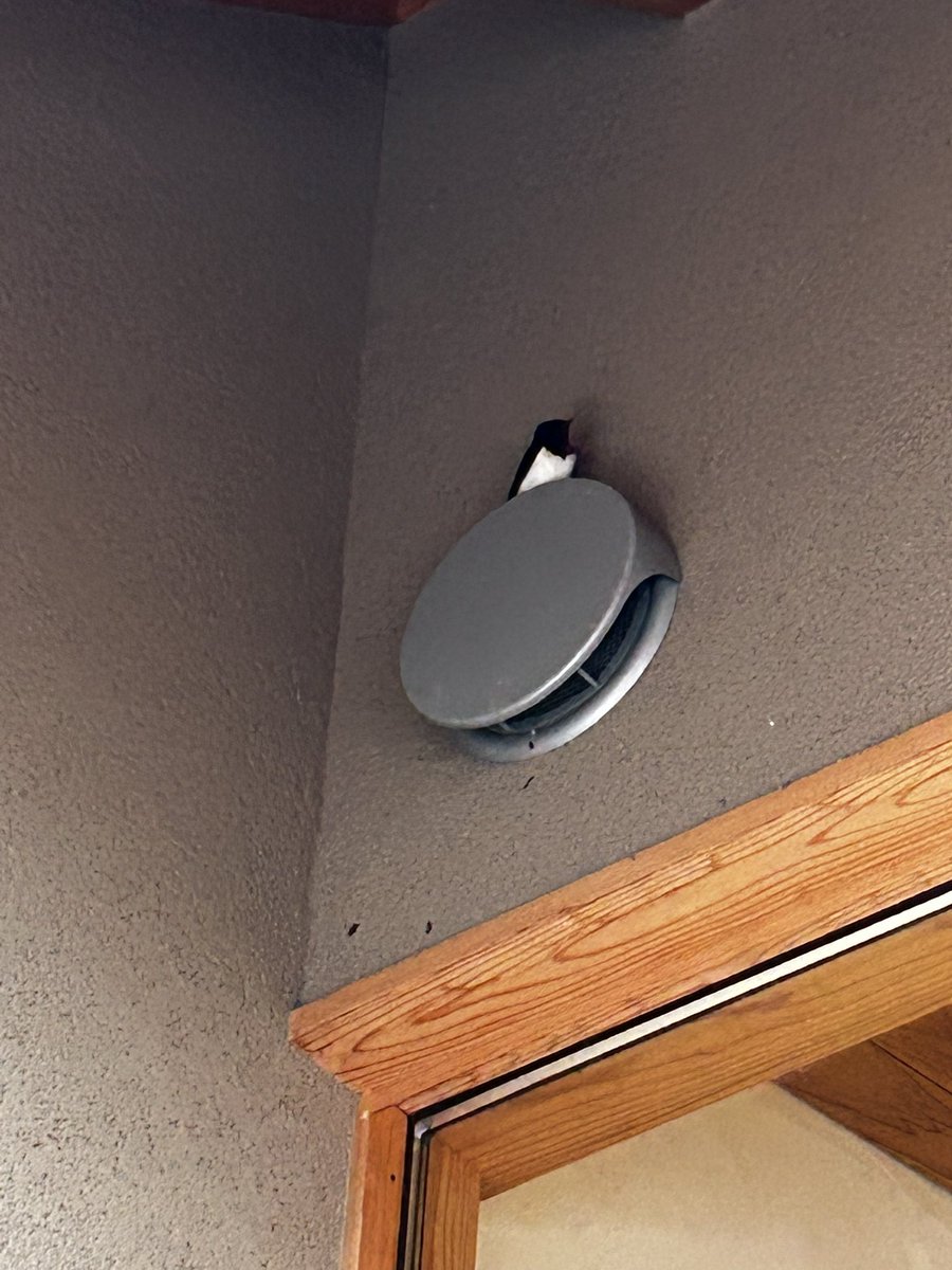 GONZO ゴンゾー(本名:寺社下峻平) Tambourine master tweet media