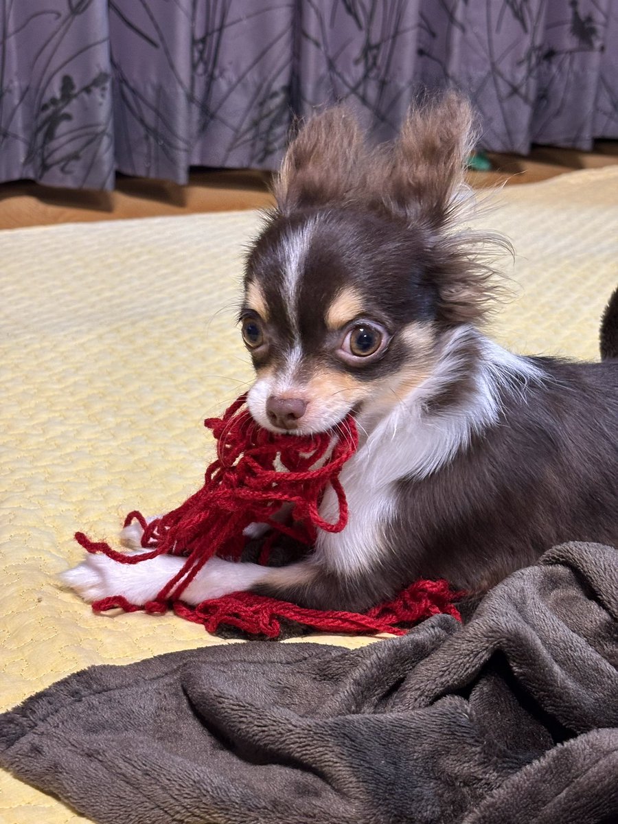 𝓡𝓞𝓜𝓜𝓨 🌷5/3(日)pechka tweet media