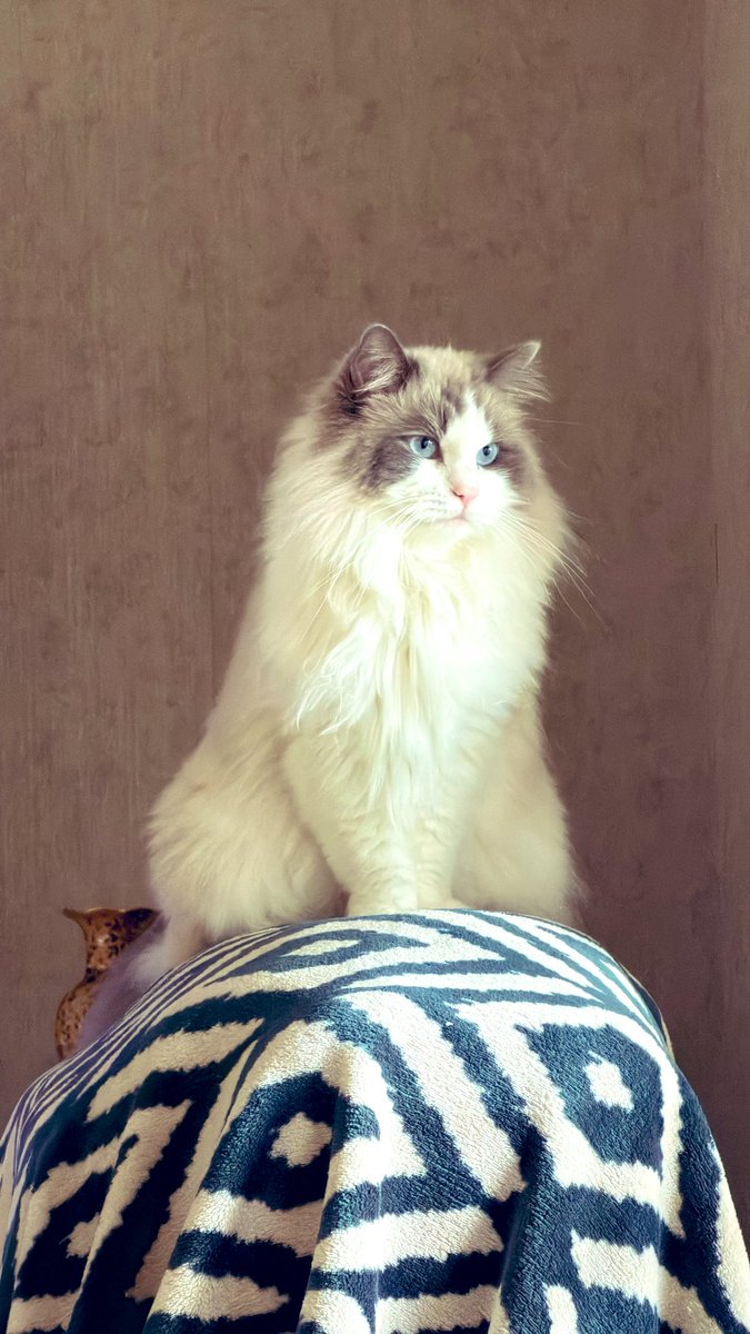 Belinda🇦🇺 tweet media