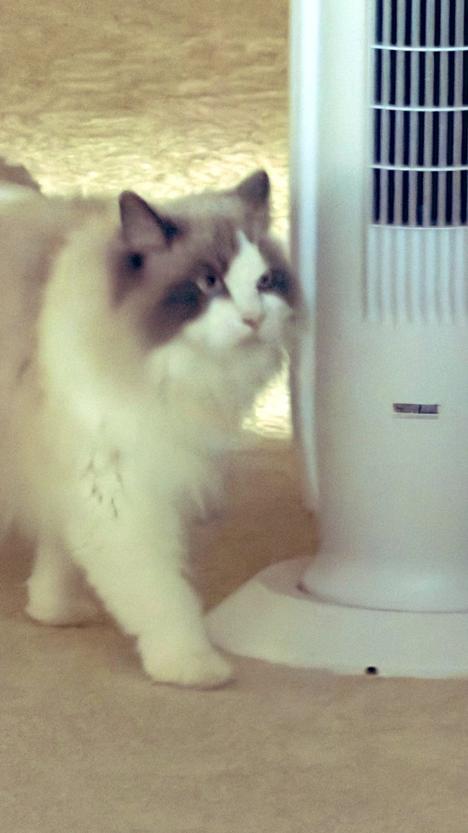 Belinda🇦🇺 tweet media