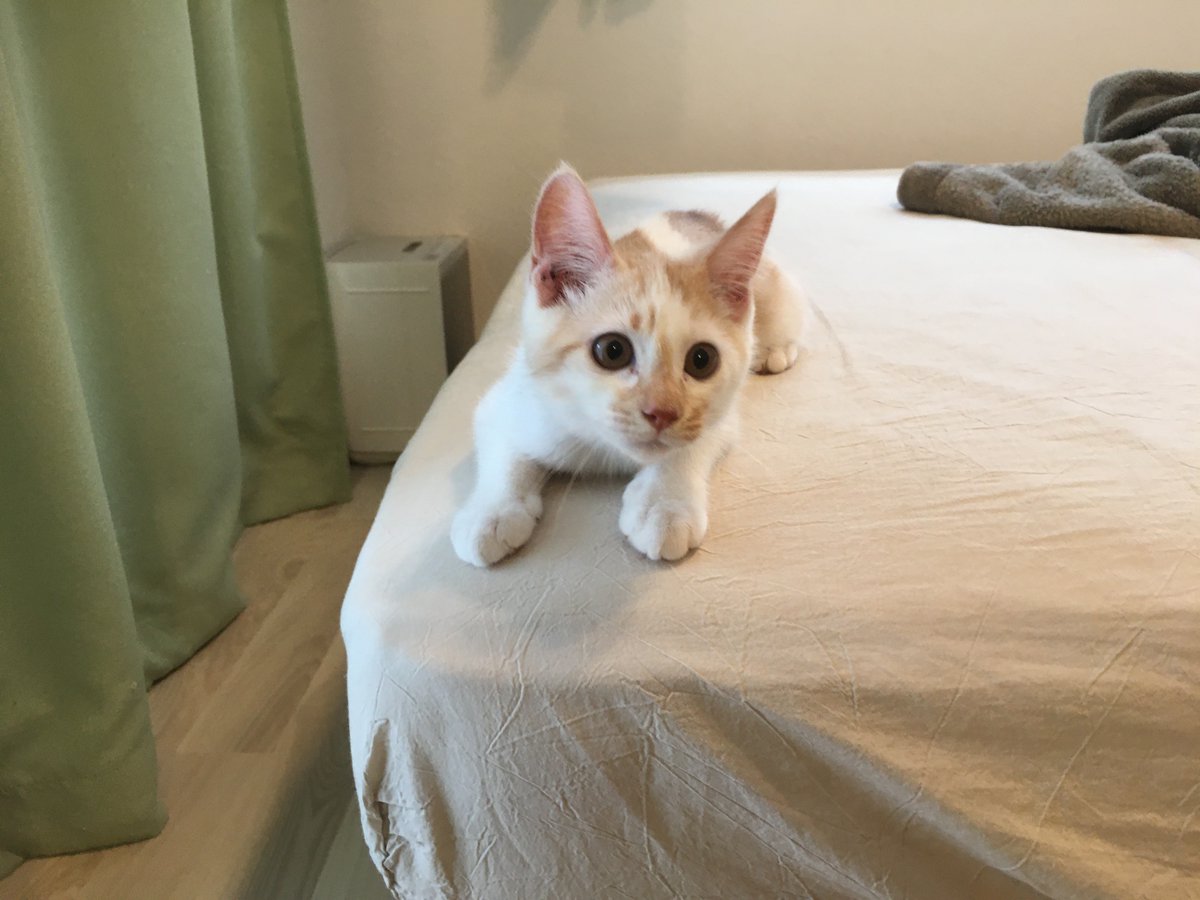 まここ tweet media