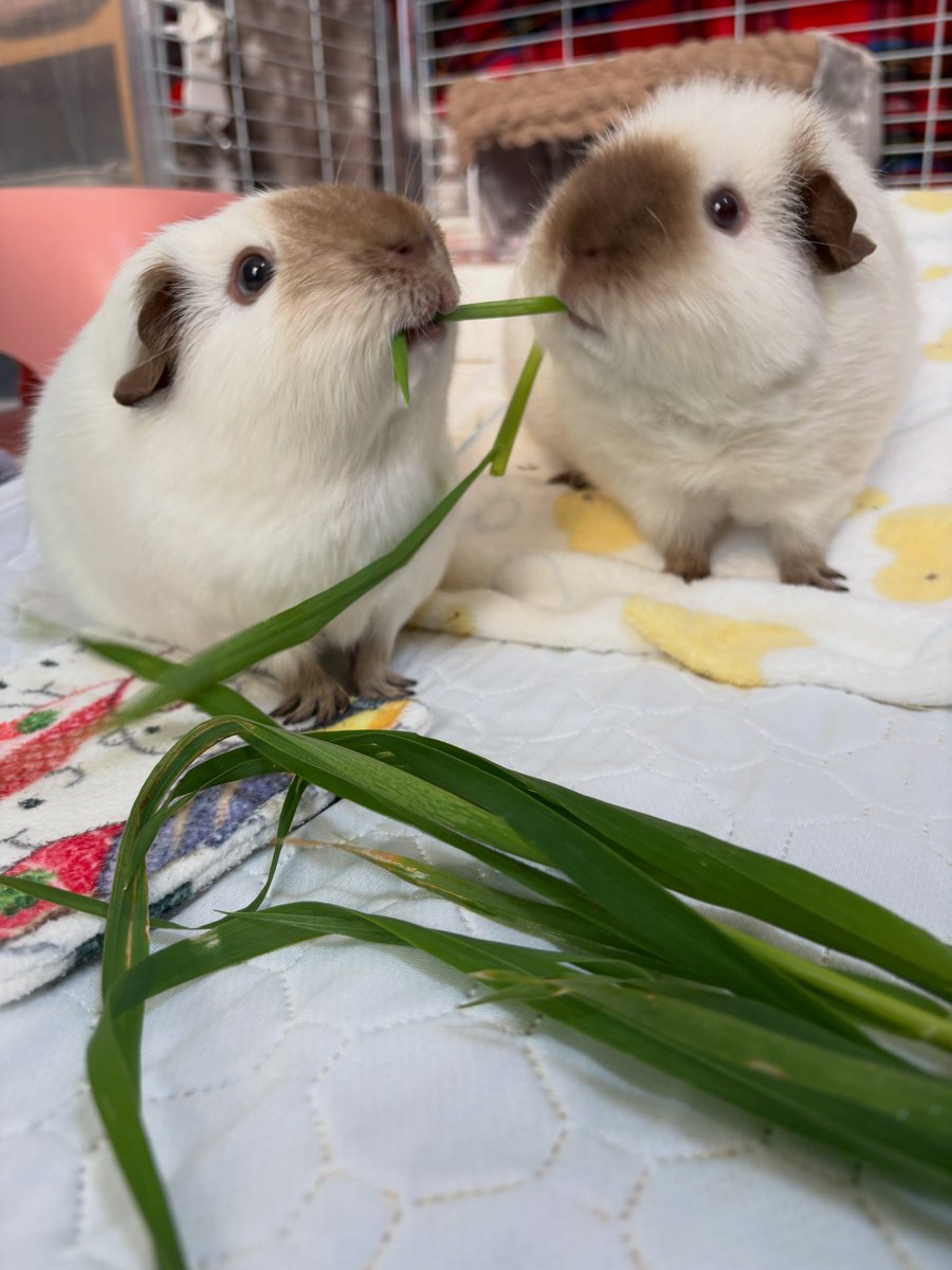 もるさんaimo🧵Little Fellows morusan tweet media