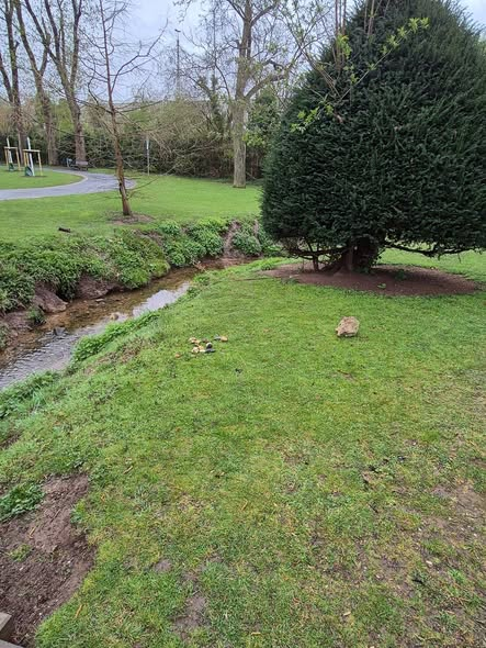 yolanda schultes tweet media