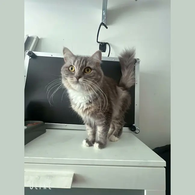 OMK Rescue tweet media