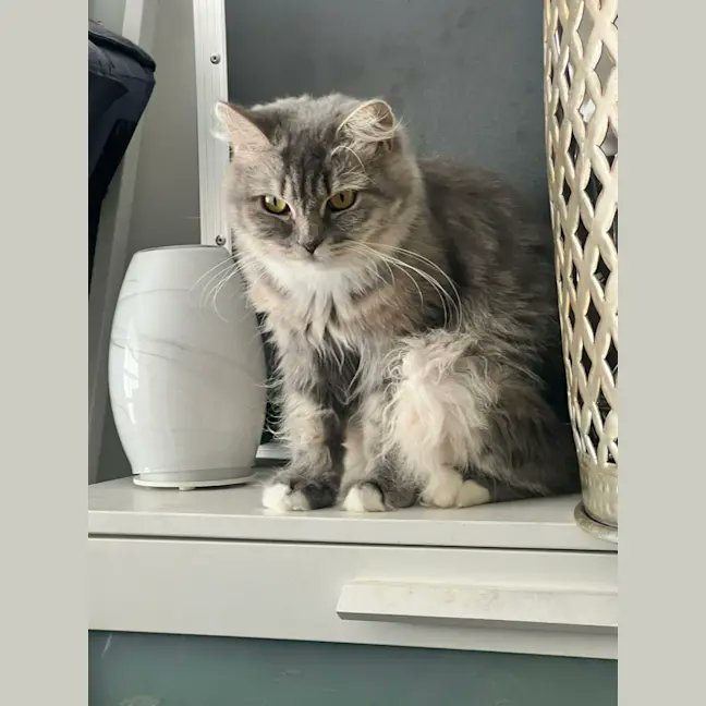 OMK Rescue tweet media