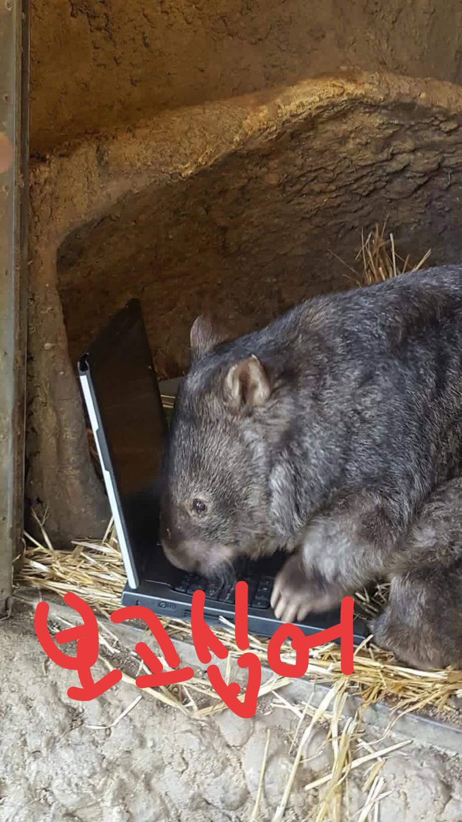 개똥이 tweet media