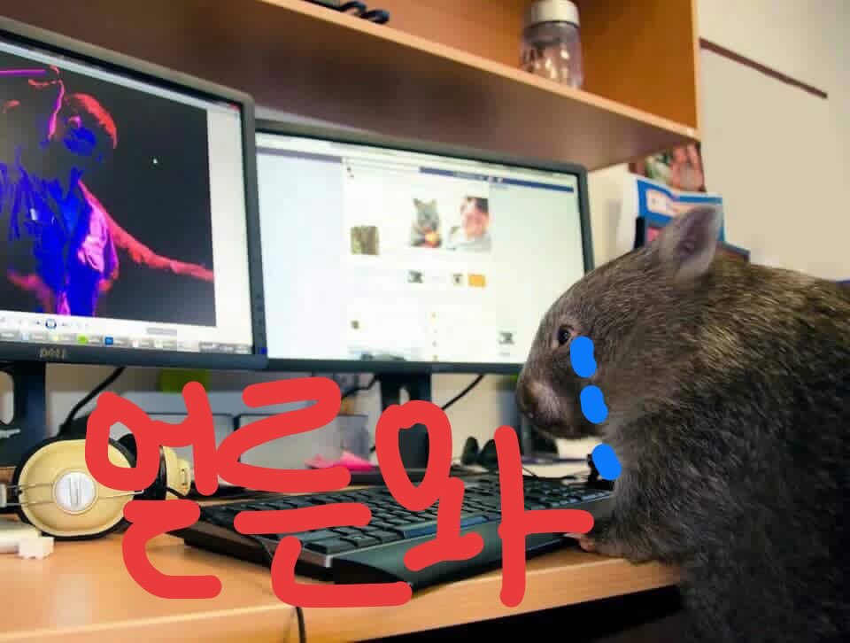 개똥이 tweet media