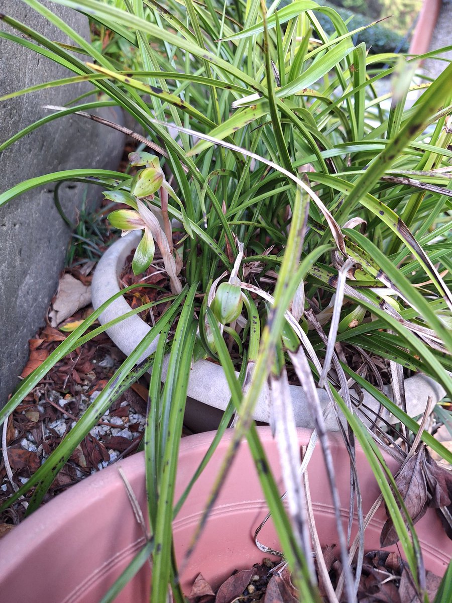 ドル🍻 tweet media