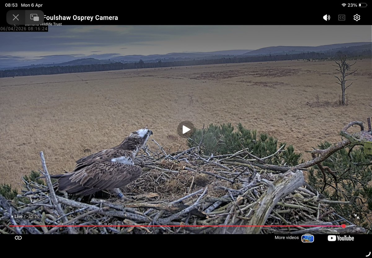 <a href="/Foulshaw2/">Foulshaw Ospreys</a> …I think she’s back!!??? Blue 35 just spotted on the nest