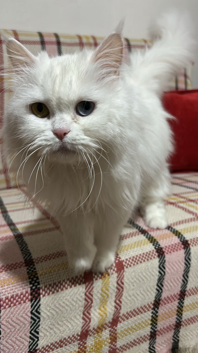 Murat de Bergerac tweet media