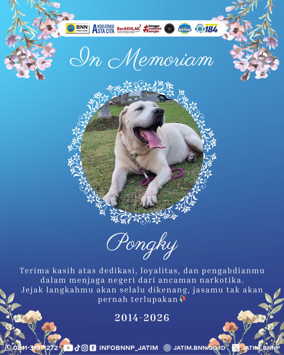 Terima kasih atas segala pengabdianmu, Pongky. Namamu akan selalu dikenang, dan jasamu akan terus hidup dalam setiap langkah perjuangan kami.

Rest in peace, Pongky🐾🤍

#IndonesiaBersinar #WarOnDrugsHumanity
#BNNPJawaTimur #JatimSANGAR