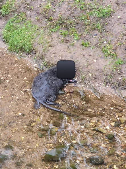 yolanda schultes tweet media