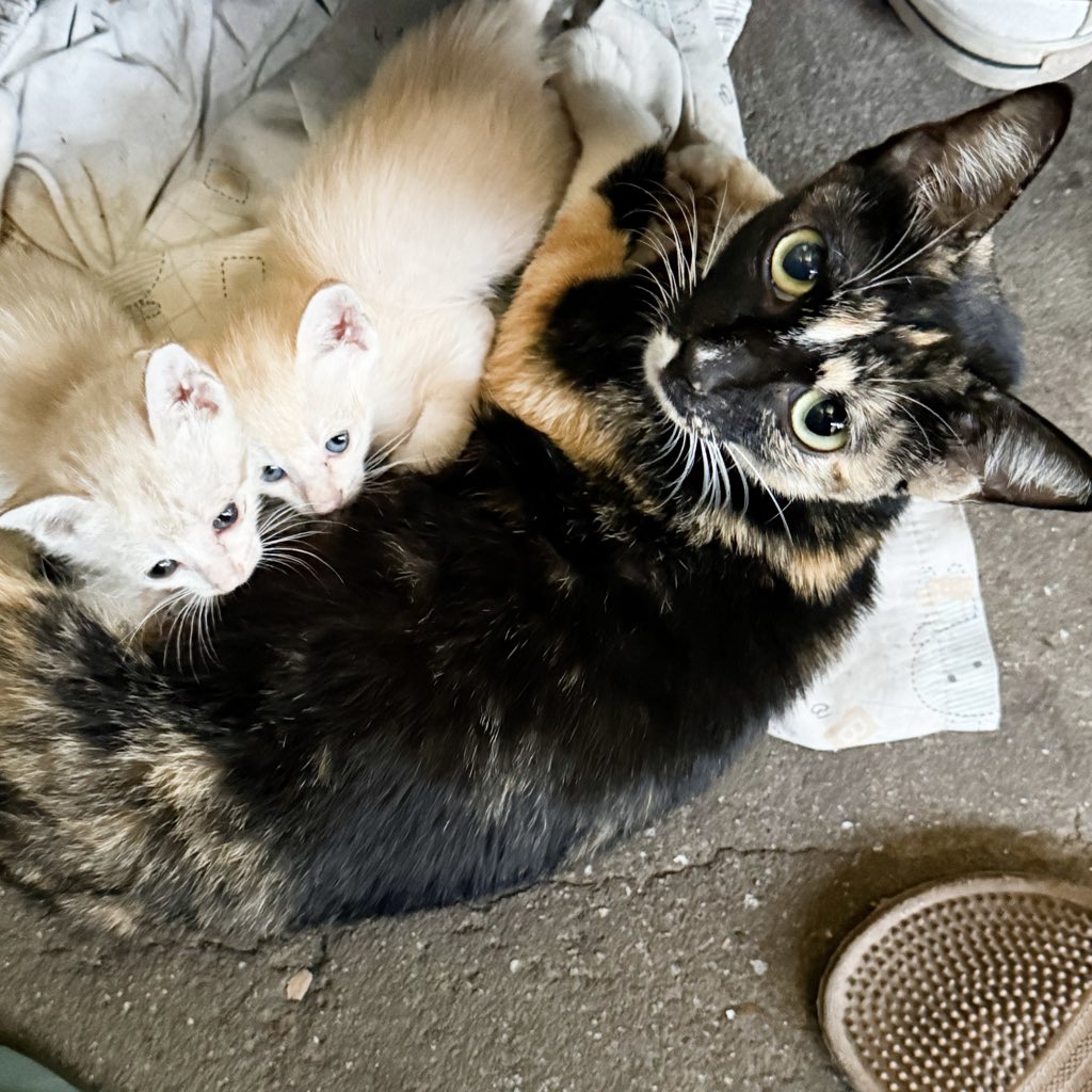 Th2svTil's tweet photo. #猫 #cat #catcute #KittenLove #猫のいる生活 https://t.co/bxnczrbvL5