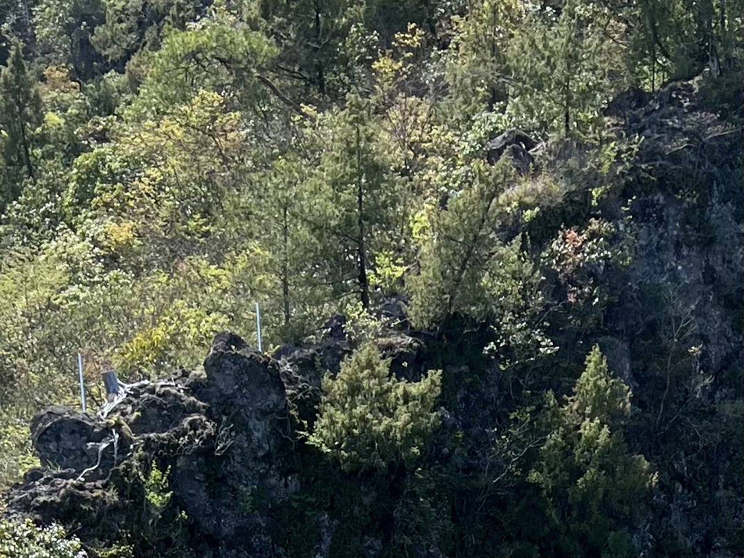 鞆(とも) tweet media