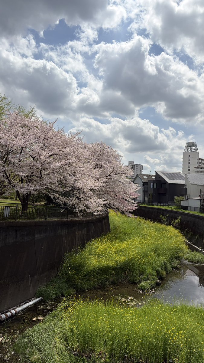 silverhead2988's tweet photo. 杏林大学病院の帰りに丸池公園に行きました😊桜🌸頑張って耐えてます🤗東八道路より南は調布市だと思っていましたが三鷹市新川でした😅 https://t.co/n0kNhzFX5Z