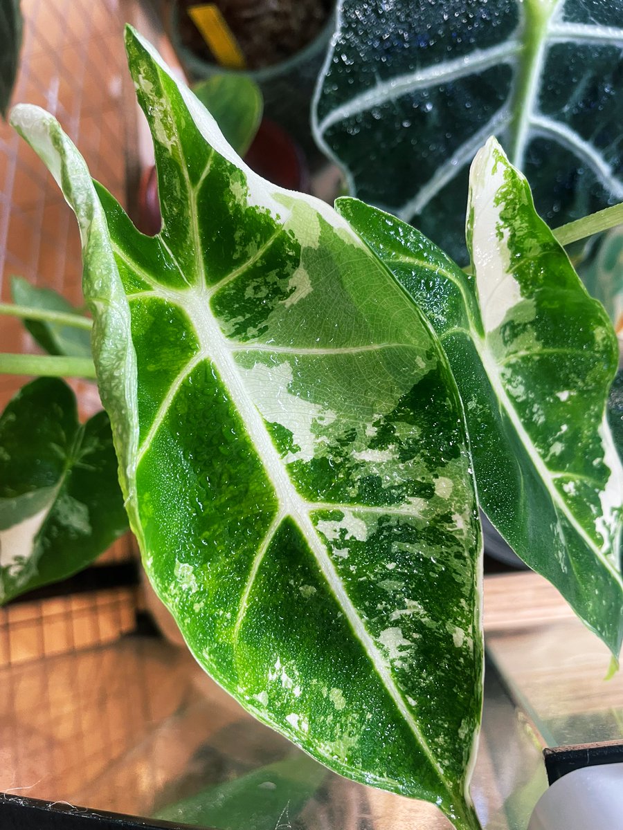 ふかひ tweet media