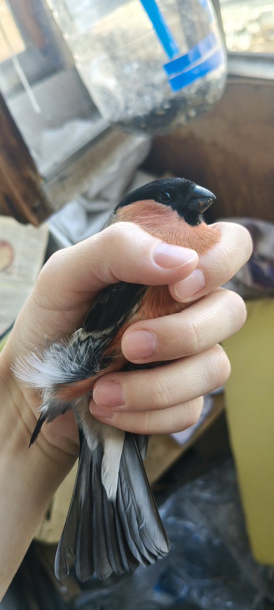 //твоё воображение tweet media