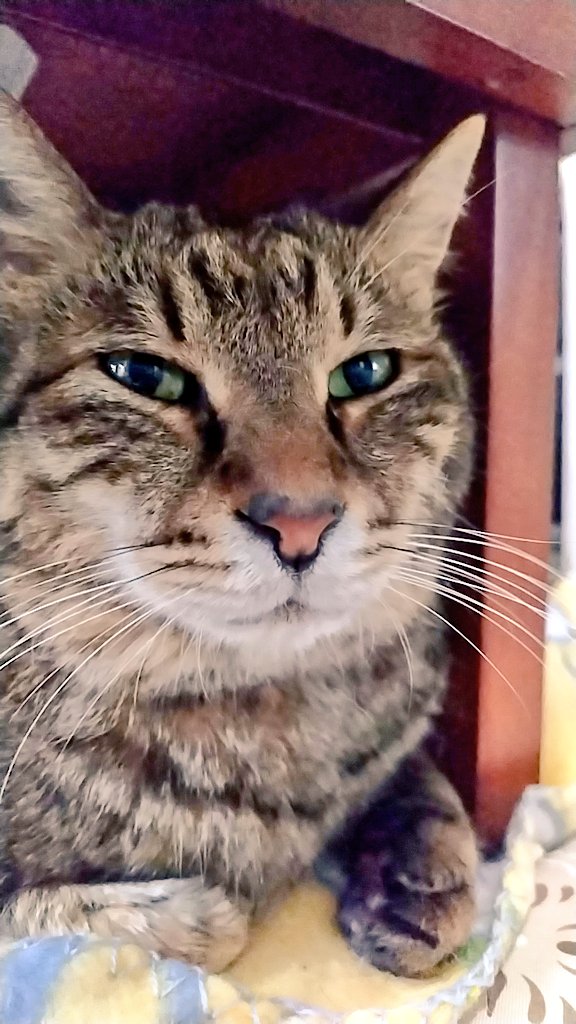 hogoneko_chiro's tweet photo. 今日もイケメンチロ村ちゃん

#今日のチロ村さん
#キジトラ猫
#キジトラ https://t.co/loOrecQ2YW