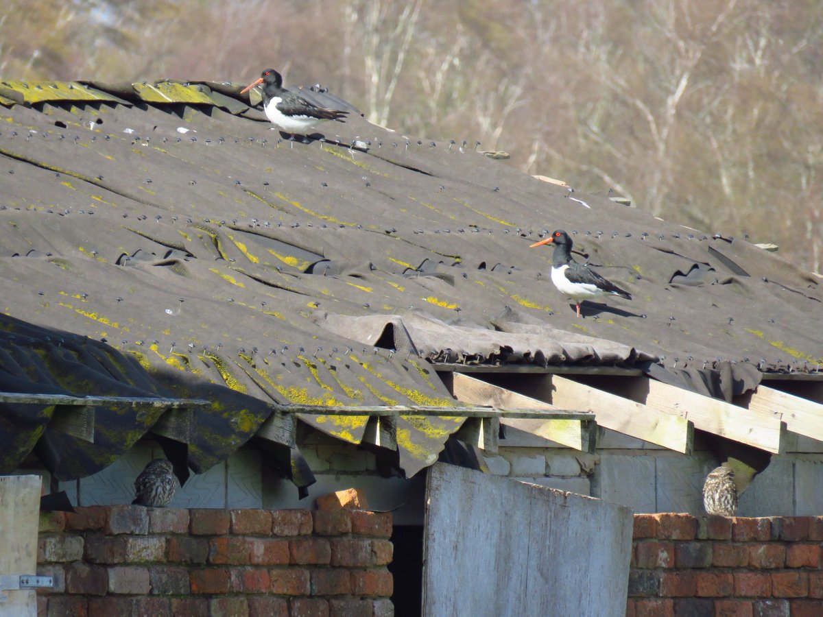 carllpool's tweet photo. Pair of Oystercatchers and pair of little owls sheltering from the strong winds and a grey heron with gulls following a tractor ploughing. @sthelensbirds @Natures_Voice #stormdave https://t.co/dL9jT1c0BR