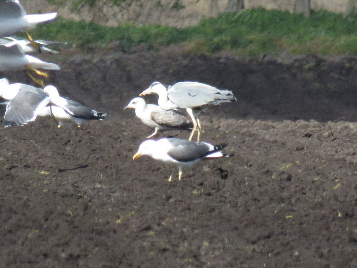 Pair of Oystercatchers and pair of little owls sheltering from the strong winds and a grey heron with gulls following a tractor ploughing. <a href="/sthelensbirds/">St Helens Birds</a> <a href="/Natures_Voice/">RSPB</a> #stormdave