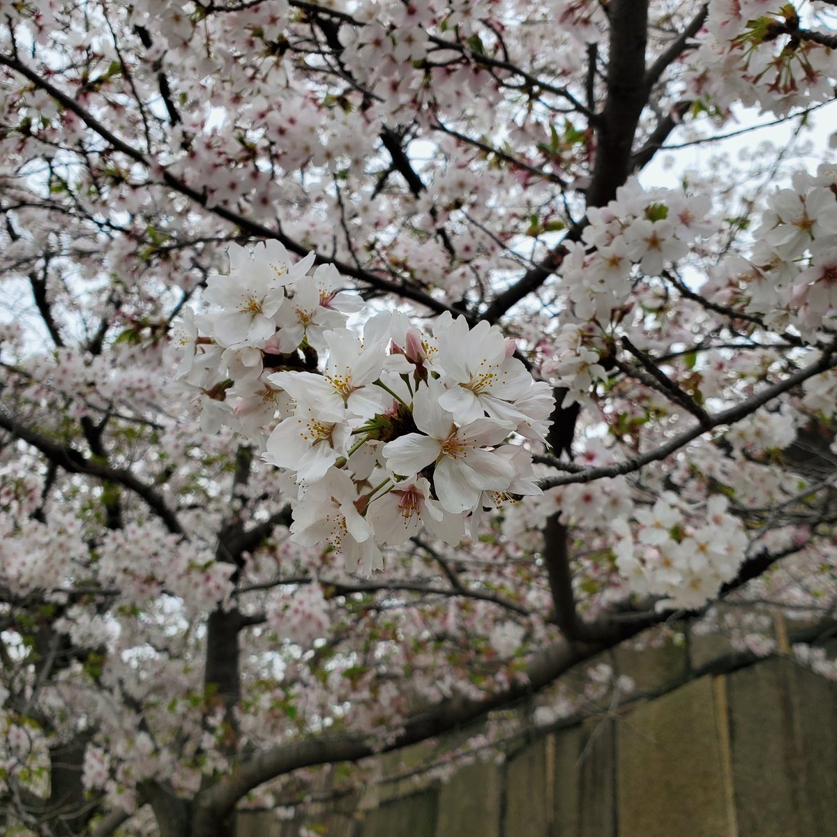 3939pnd_ko's tweet photo. お花見楽しかったー🌸🏯 https://t.co/VDr4jRHVRU