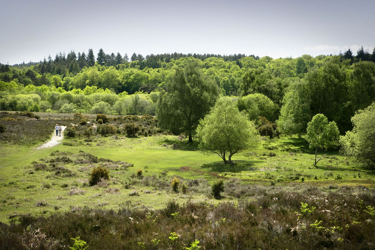 The New Forest tweet media