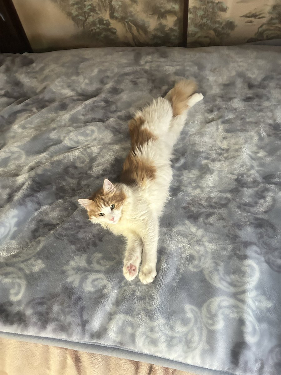 𑁍Fumi乄Bataco𑁍 tweet media