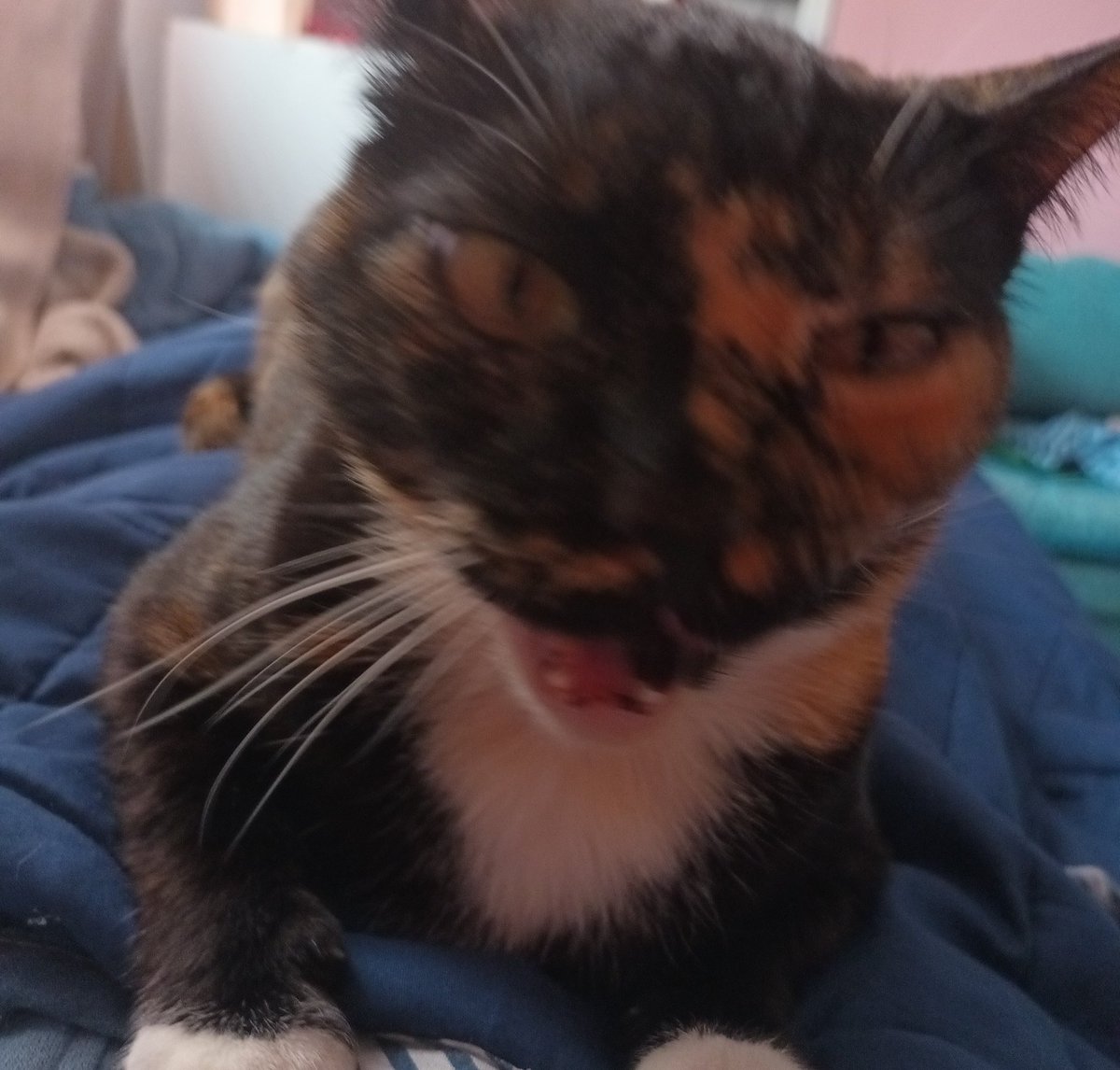 annsita ☆ tweet media