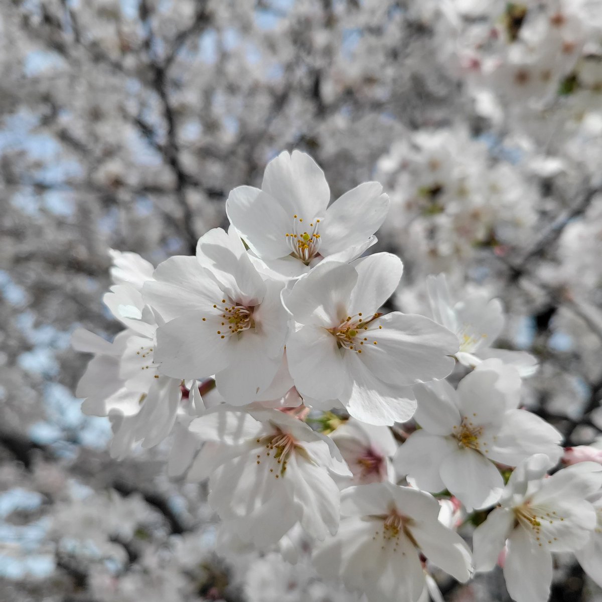 空やんるあ@ﾐｱﾚcityを周回中 tweet media