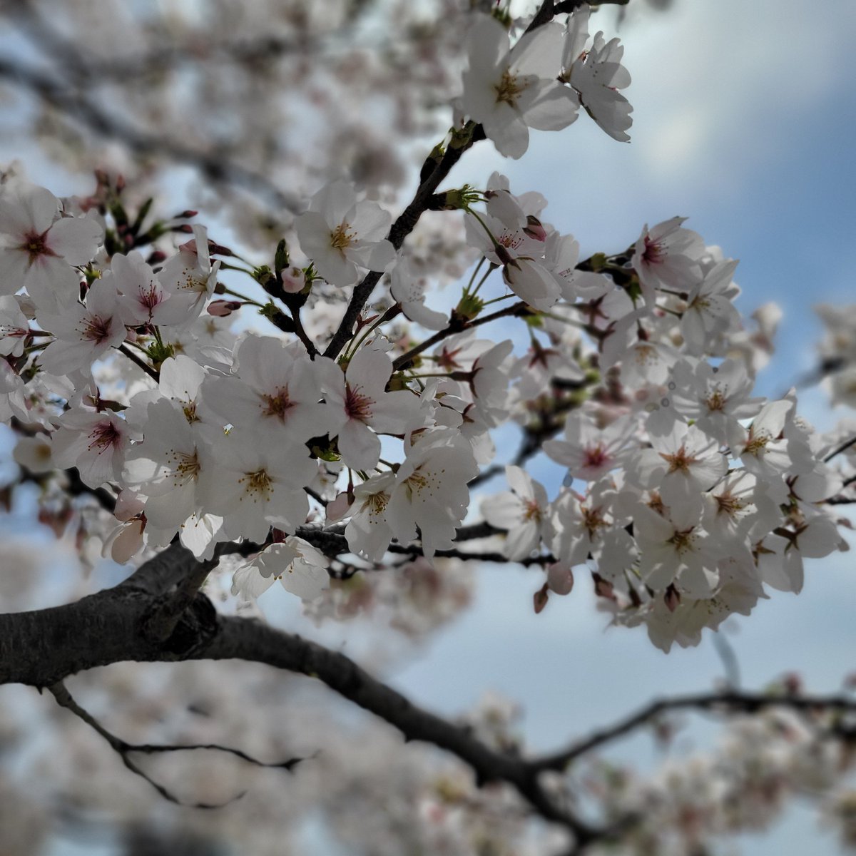 空やんるあ@ﾐｱﾚcityを周回中 tweet media