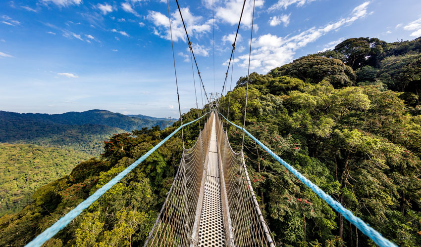 okapivoyages's tweet photo. Nyungwe Forest Canopy Walk

Walk among the treetops. 70 meters above the forest floor.

Nyungwe National Park's canopy walk is the only one of its kind in East Africa. Suspended bridges. Primate calls below. Misty rainforest as far as the eye can see. https://t.co/USY9MyV9UY