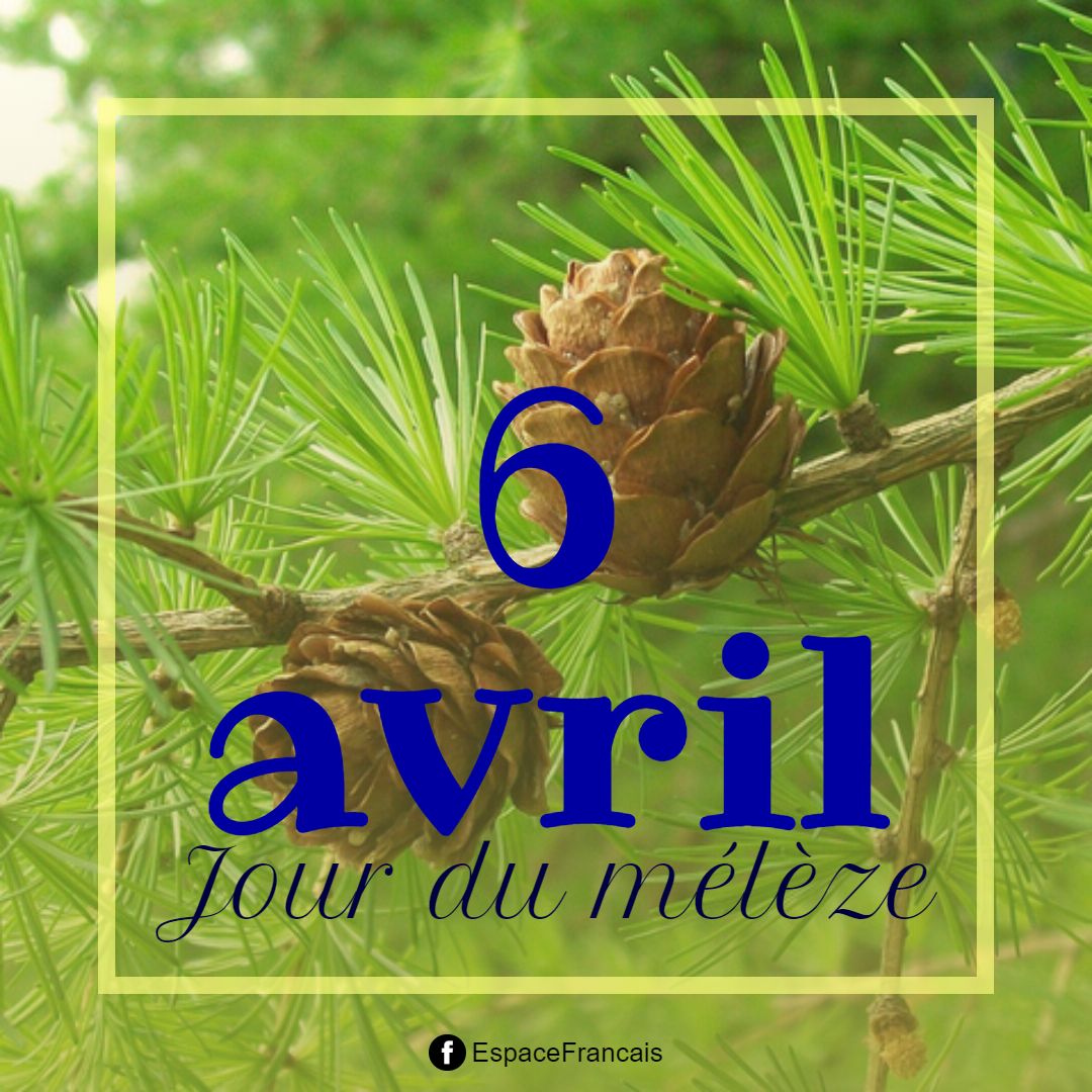 EspaceFrancais's tweet image. 🌞 Bonjour ! Aujourd'hui, nous sommes le lundi #6avril 2026.
🌿 C'est le jour du mélèze.
🎉 Journée internationale du sport pour le développement et la paix.
🎂 Nous fêtons les Célestin, les Neven et les Perrine...
Bonne journée ! 😉
#éphéméride #sport #paix #avril #lundi