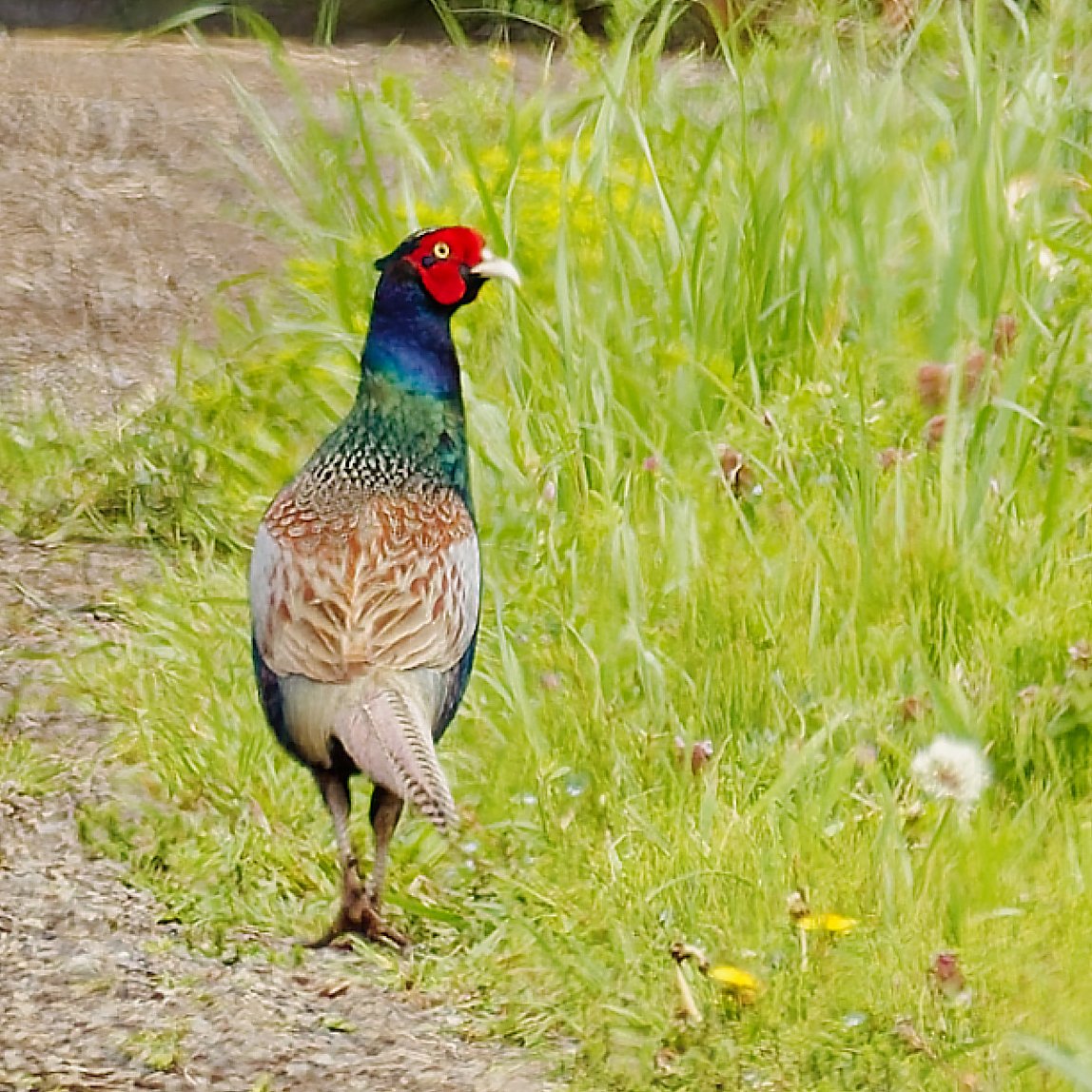 ポークジンジャー tweet media