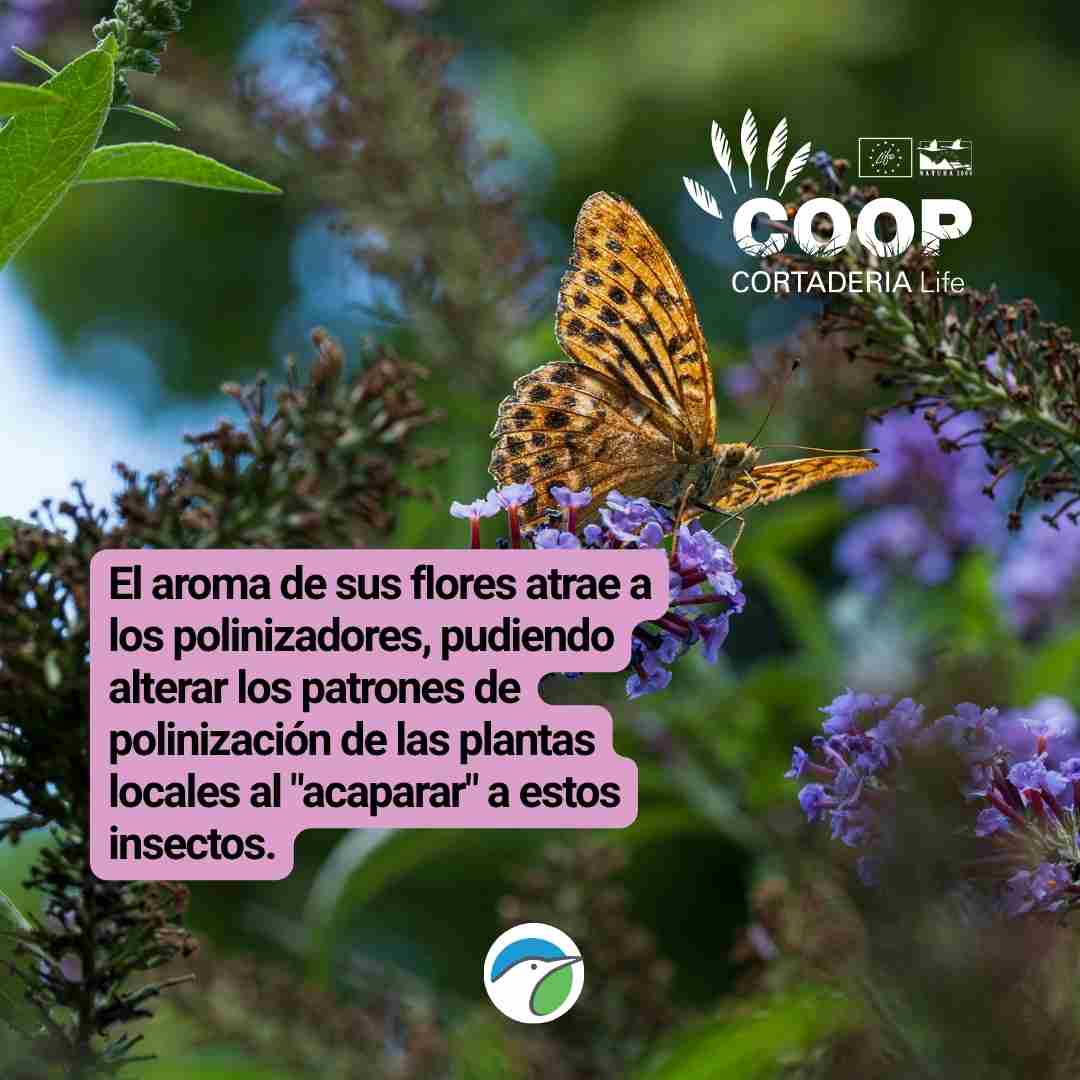 LIFE COOP Cortaderia tweet media