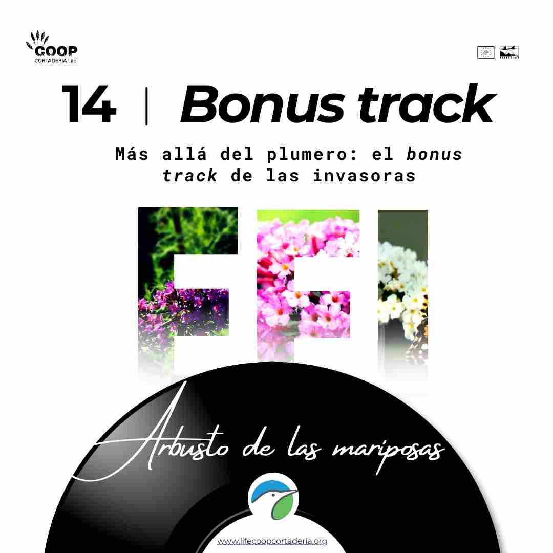 LIFE COOP Cortaderia tweet media