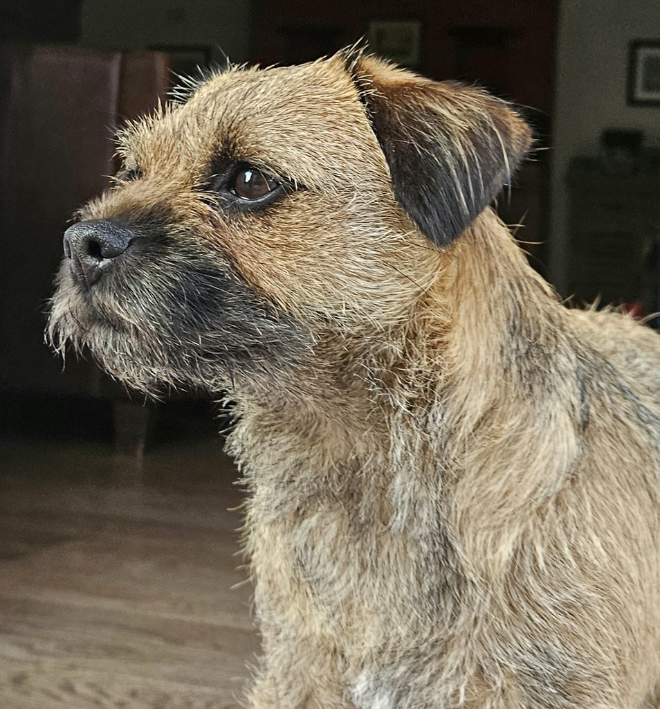formerly Tilly BT, but now with Maggie tweet media