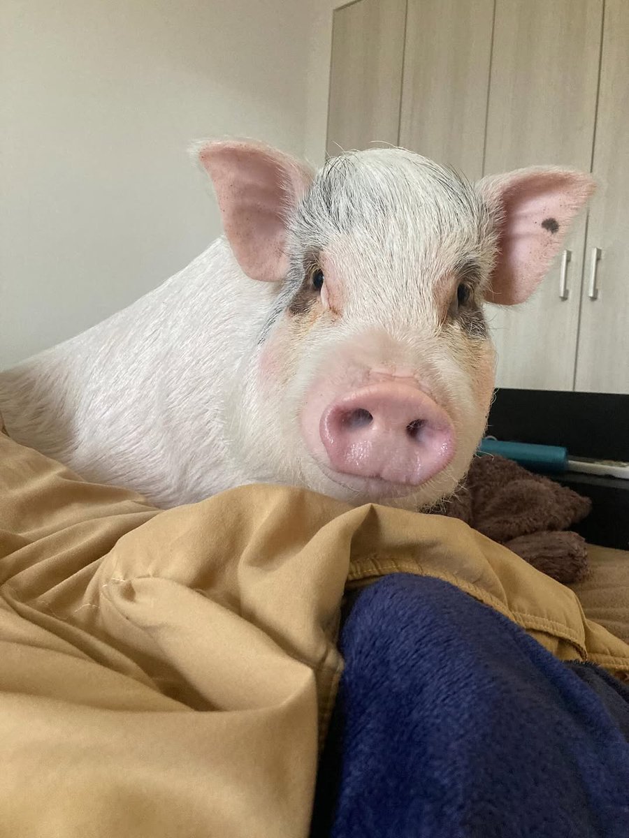 Das Grunzi tweet media