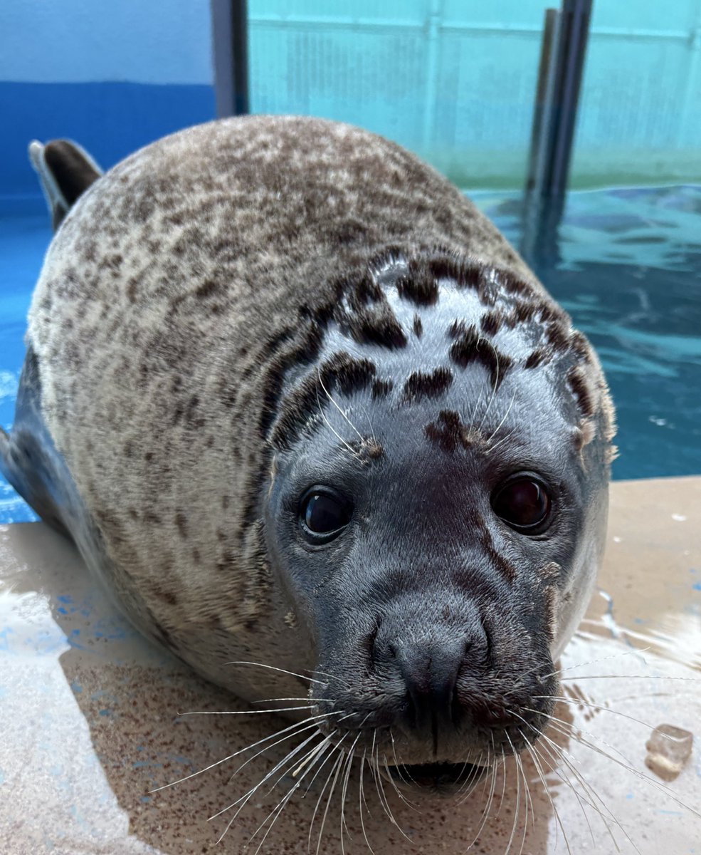 伊勢シーパラダイス【公式】 tweet media