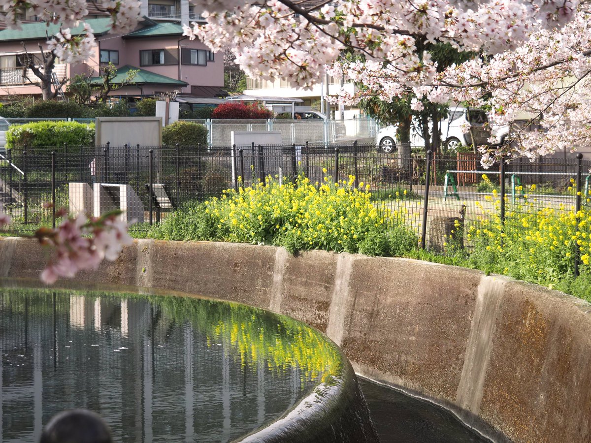 furusato_staff's tweet photo. 【久���円筒分水と春】
新年度が始まりました。3月末あたりから寒暖差激しく、開花予報もなかなか読めない日が続いていました。皆さんは今年、桜を見ましたか？
本日は当館スタッフが撮影した円筒分水の春の様子をお届け致します。 https://t.co/8HtWXCQmTv