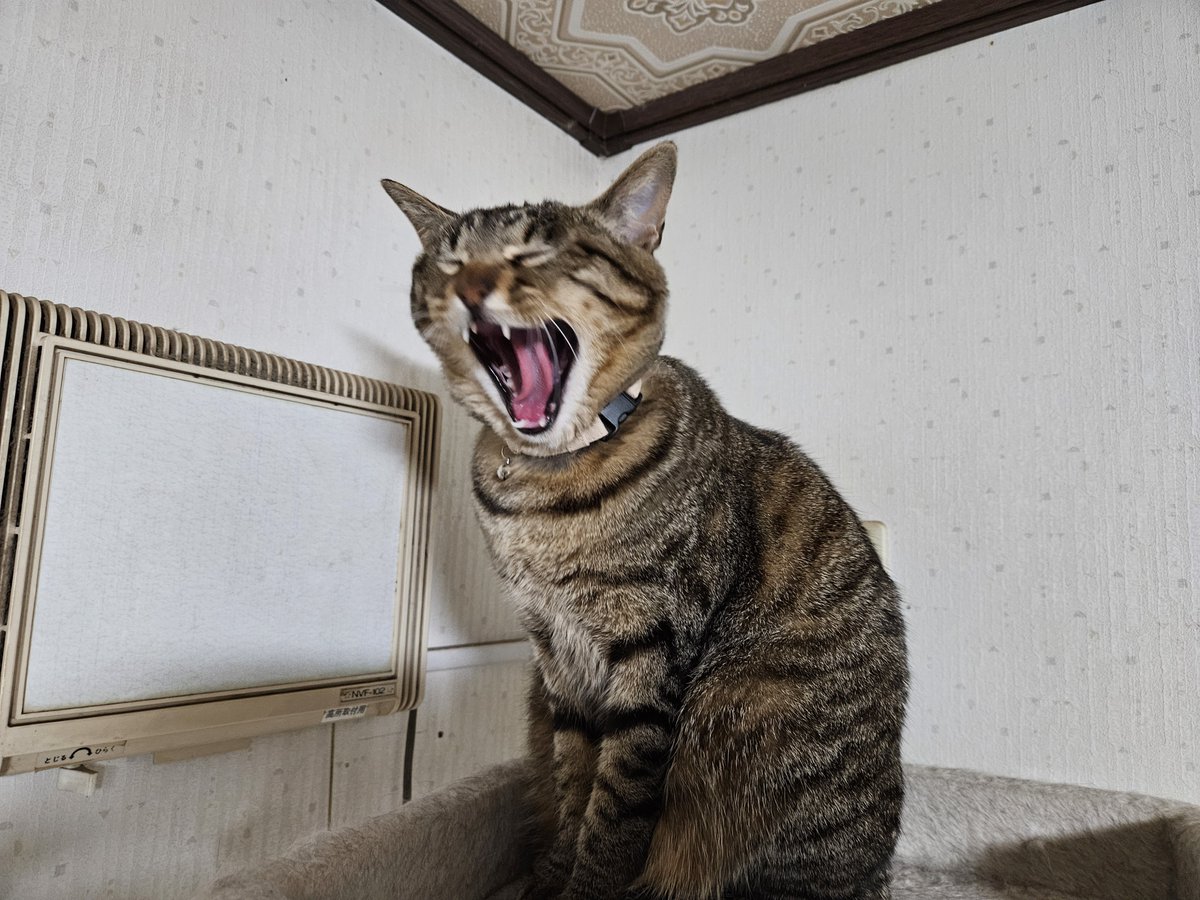 ねむねむのねむ tweet media