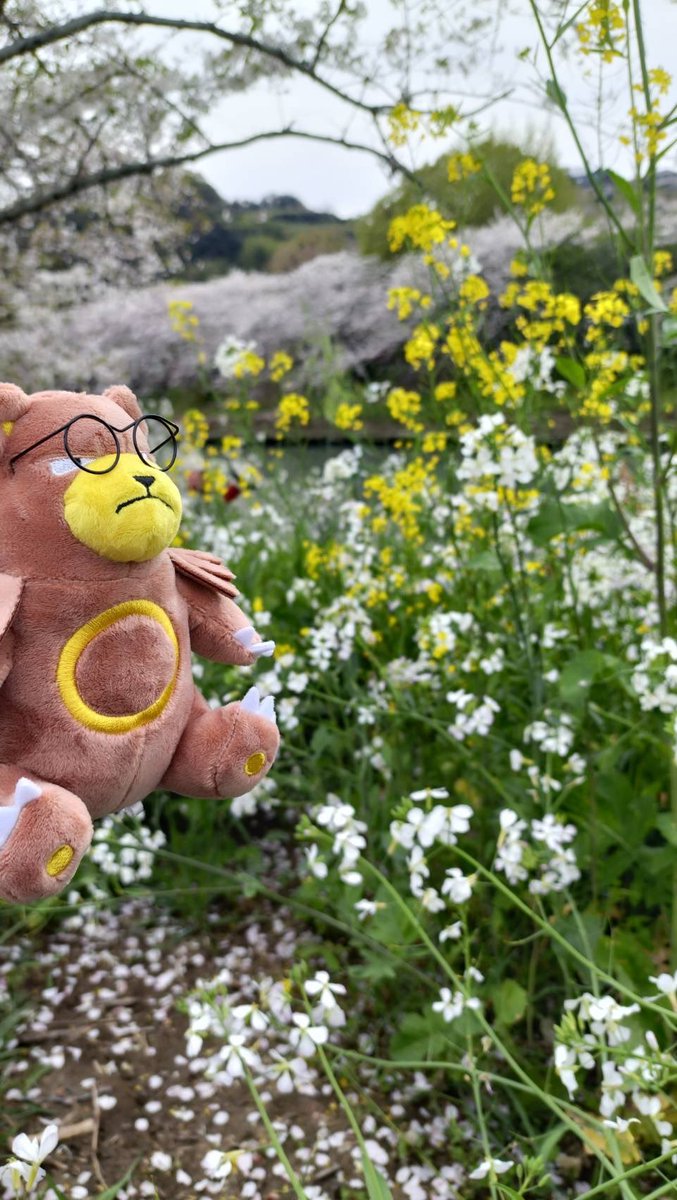 冒険の熊吉【ポケモン実況者】🐻🎁 tweet media