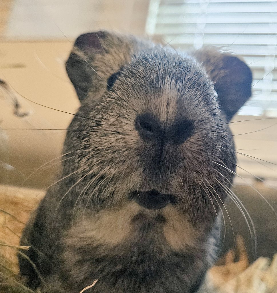 momel fan acc #1 tweet media