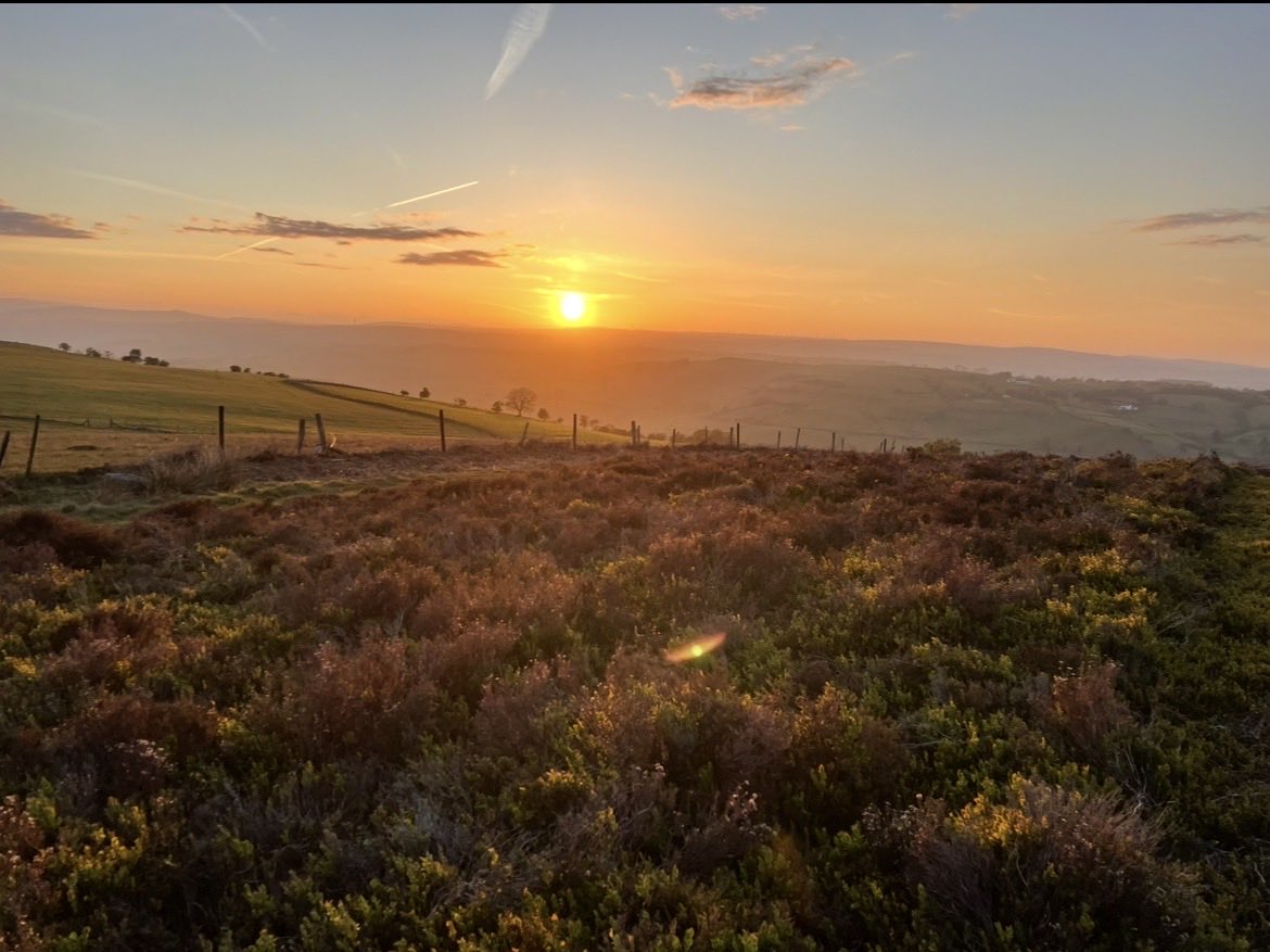 Pete 🌳 tweet media