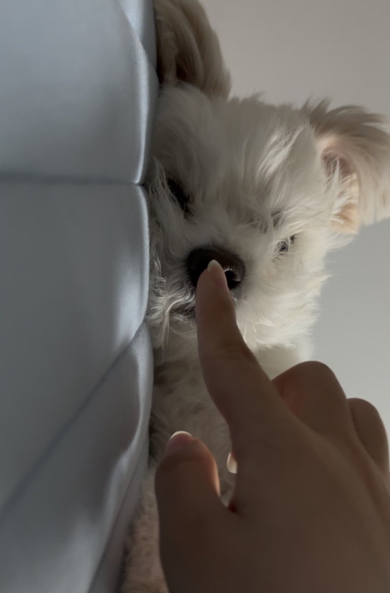 강아지 tweet media