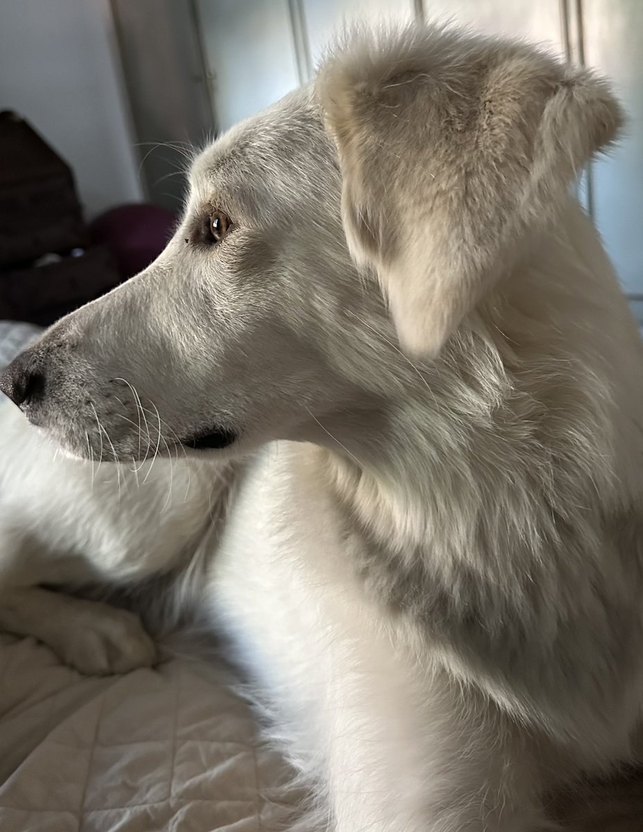 Stefano Putinati tweet media