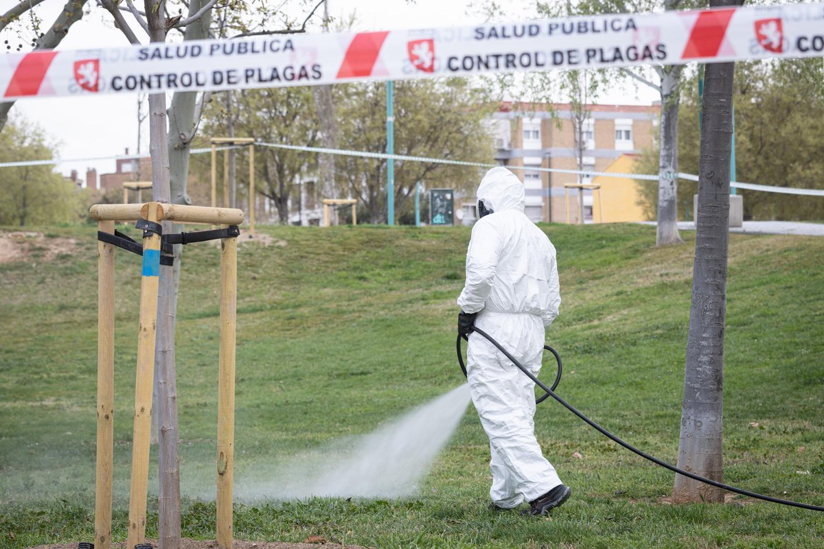 zaragoza_es's tweet photo. Esta semana comienza el tratamiento preventivo frente a la aparición de garrapata en los principales parques y plazas de Zaragoza. Los trabajos de desinsectación se realizan en puntos acotados y debidamente señalizados que se deben respetar. Se recomienda a los propietarios de mascotas que extremen la precaución si pasean por las proximidades de zonas recién tratadas y eviten que los animales accedan a esos espacios.
Info. > https://t.co/7HZyomwcMJ