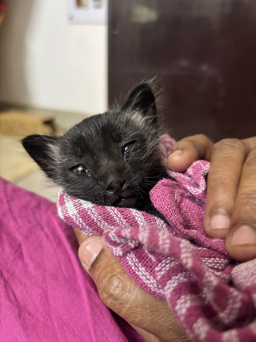 kaalicharan's tweet photo. Meet Joey! 🐾 This tiny ~3-week-old survivor was rescued just 4 days ago. He’s still a little weak but is already bravely trying to take his first steps. He urgently needs a warm, loving forever family to help him grow strong.
📍 West Delhi
📞 Contact: 9911444086

RT! https://t.co/pMHAP0bTD2