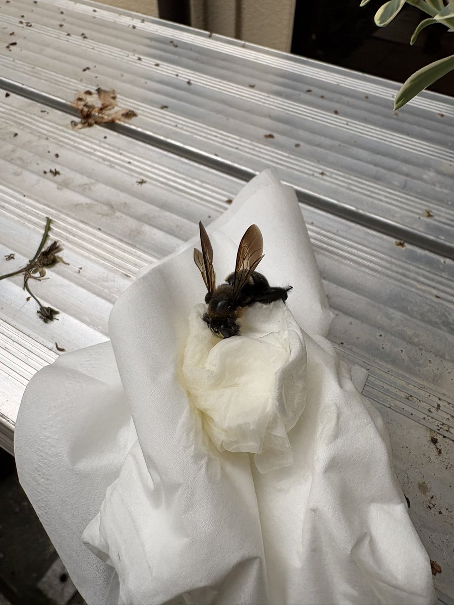 升花 ゆう tweet media