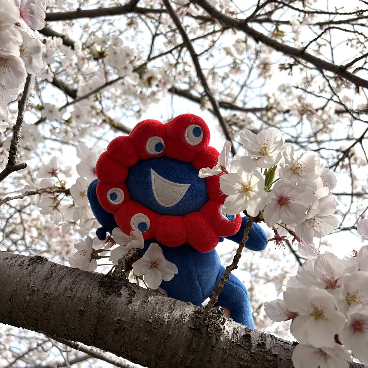 くうママ🐾 tweet media