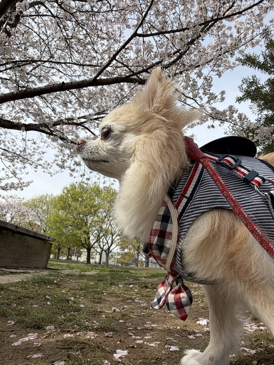 くうママ🐾 tweet media